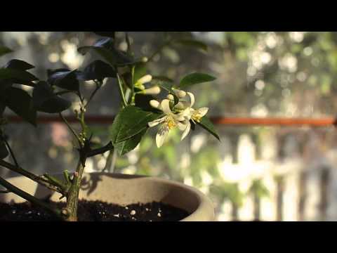 how to fertilize dwarf lemon tree