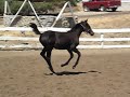 Quilla at five months