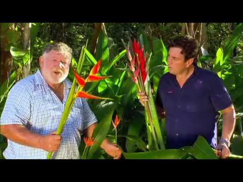 how to replant heliconias