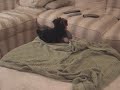Who's Your Daddy?...Hilarious Humping Yorkie Dog!!