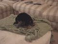 Who's Your Daddy?...Hilarious Humping Yorkie Dog!!
