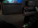 stupid cat chasing laser