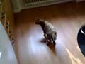 Zico-the-bengal-kitten-20---Fall_Dishwasher
