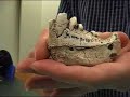 Proconsul Africanus Mandible Fragment Manele-Gratis.net