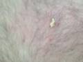 ZIT - ZILLA II: Son of Zit-Zilla