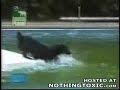 Nem minden kutya szeret úszni - dog swiming or not swiming? Nem minden kutya szeret úszni - dog swiming or not swiming?
