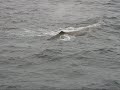 Whalesafari Andenes Norway