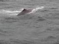 Whalesafari Andenes Norway
