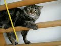 Tigi climbes a ladder Tigi climbes a ladder