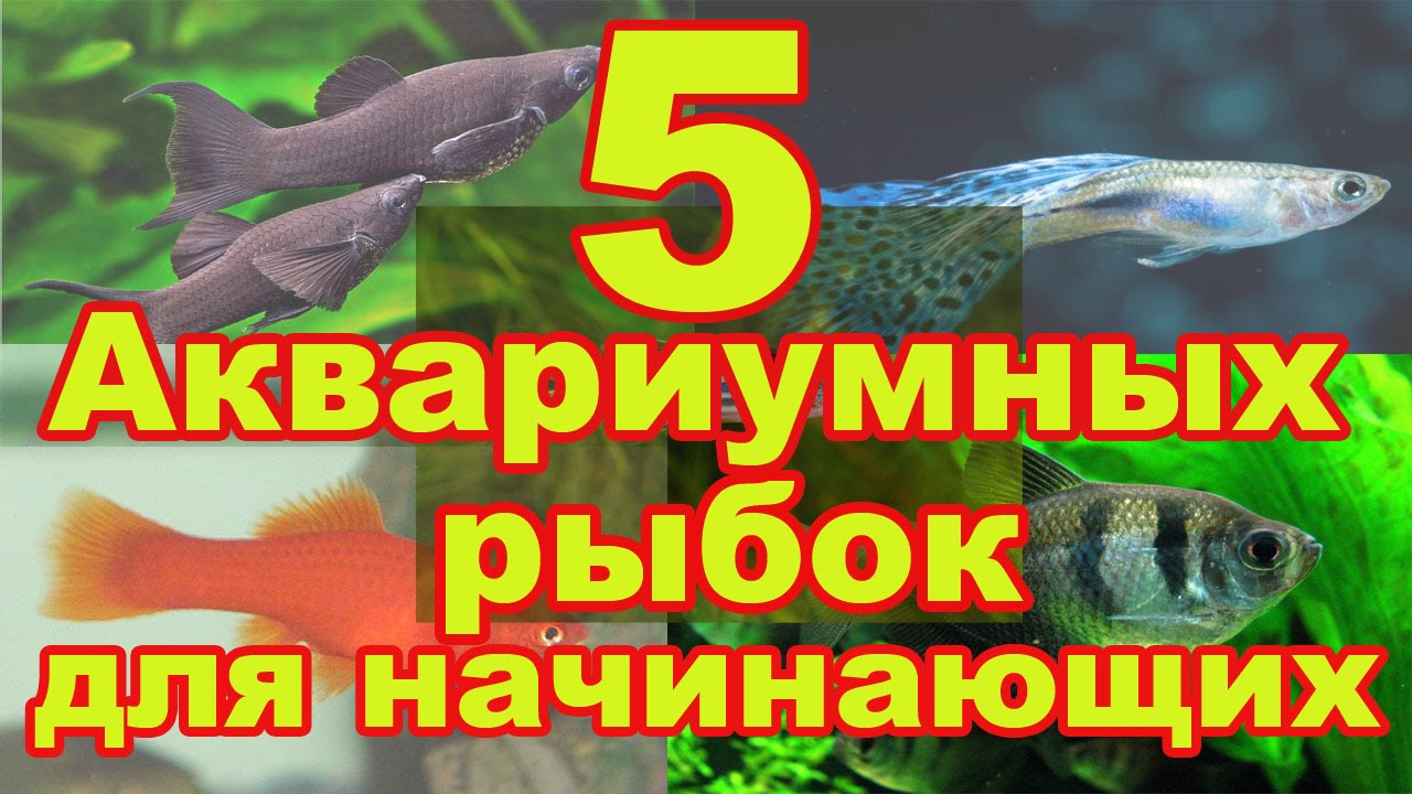 5 неприхотливых аквариумных рыбок для начинающих