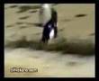 jumpstyle pingouin