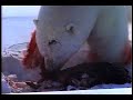 national-geographic-octopus.html