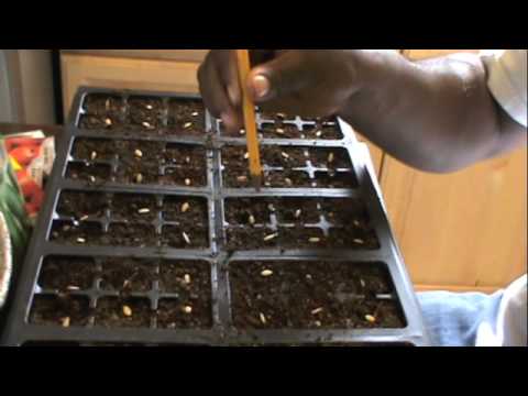 how to grow cucumber from seed
