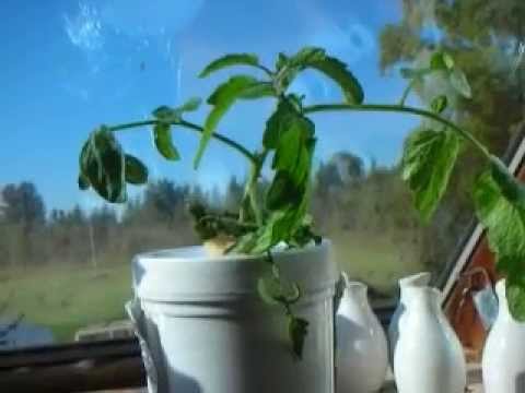 how to grow early girl tomatoes