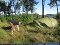Oppsett av telt