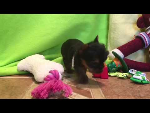 Teeny-yorkie female puppy