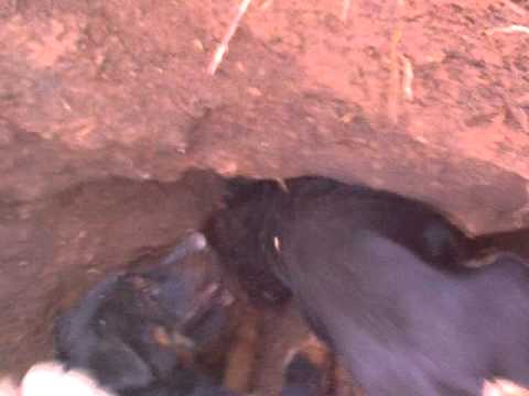 jagd terrier