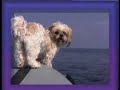 Jeannie - unser kleiner Shih-Tzu