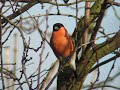 goudvink bullfinch pyrrhula
