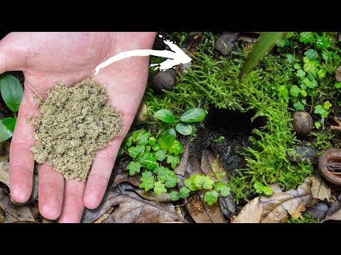 YouTube reptile video