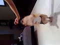 Cute little dog dress