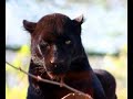 panth�re noire