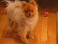 Noogie Circles... Weird Pomeranian Noogie Circles... Weird Pomeranian
