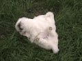 Coton de Tulear puppies playing outside.