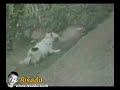 Cachorro se divertindo Cachorro se divertindo