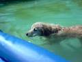 We Gave The Pool To The Dog