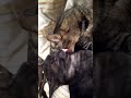 猫達　午前のなかよしと午後のあらぶり　2019年1月3日［推定2歳2ヶ月目］ #cat #音量注意