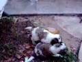 Hot-Dogs St. Bernard Puppies