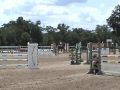 This horse named \"Conquest\" is for sale
