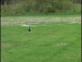 My first Hover (without training gear) and nose-in