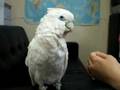 ソロモンオウム1