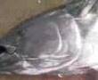 big fish   z�pk�nla b�y�k bal�k av�