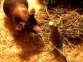 1 Eyed Bald Guinea Pig & Parakeet Friend