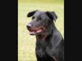 Beauceron Beauceron
