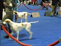 Pointers at the Eukanuba Show Pointers at the Eukanuba Show