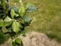 videos de cider apple 2 months after grafting over
