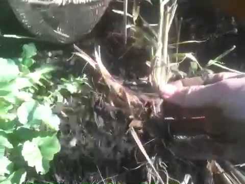 how to replant lemongrass