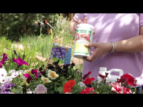 how to fertilize petunias