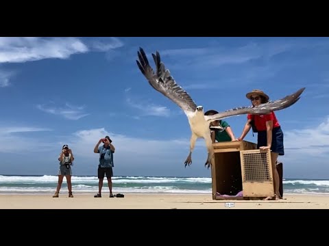 <p>Rehabilitation, recovery and release. Do rehabilitated coastal raptors survive?</p>
 video thumbnail