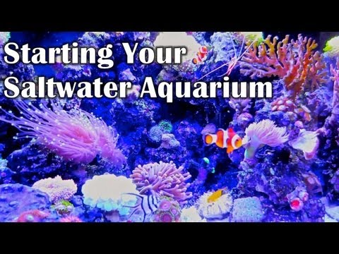 how to vent aquarium fish