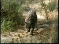 Majestic Lynx returns to Langbard!