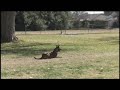 Luigi - SchIII Obedience - Belgian Malinois