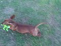 fastest weiner EVER!!!! fastest weiner EVER!!!!