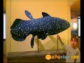 Santa Cruz de Tenerife y La Laguna - MUCHOVIAJE.COM