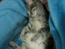 Esta era la cobija con la que solía hacer la siesta, en el sillón donde solía ver TV.