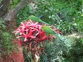 Rainbow Lorikeets on Gymea Lily Flower Rainbow Lorikeets on Gymea Lily Flower